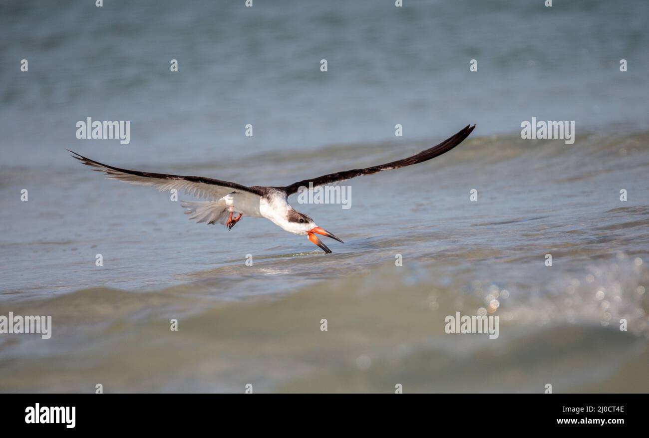 Gregge di nero sterne skimmer Rynchops niger sulla spiaggia di Clam Pass Foto Stock