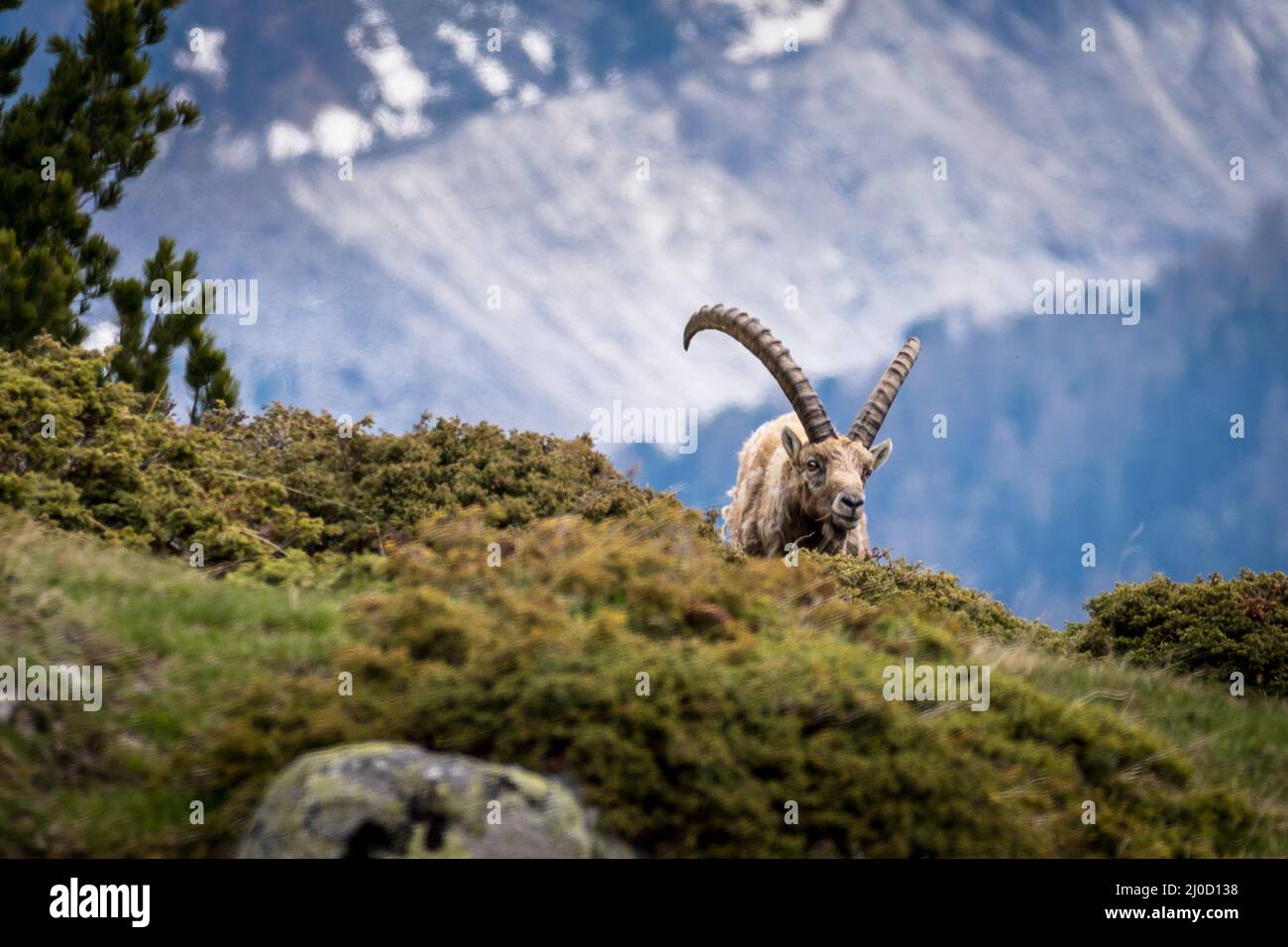 Vecchio stambecco in montagna vicino a Pontresina, Engadina, Grison, Svizzera Foto Stock