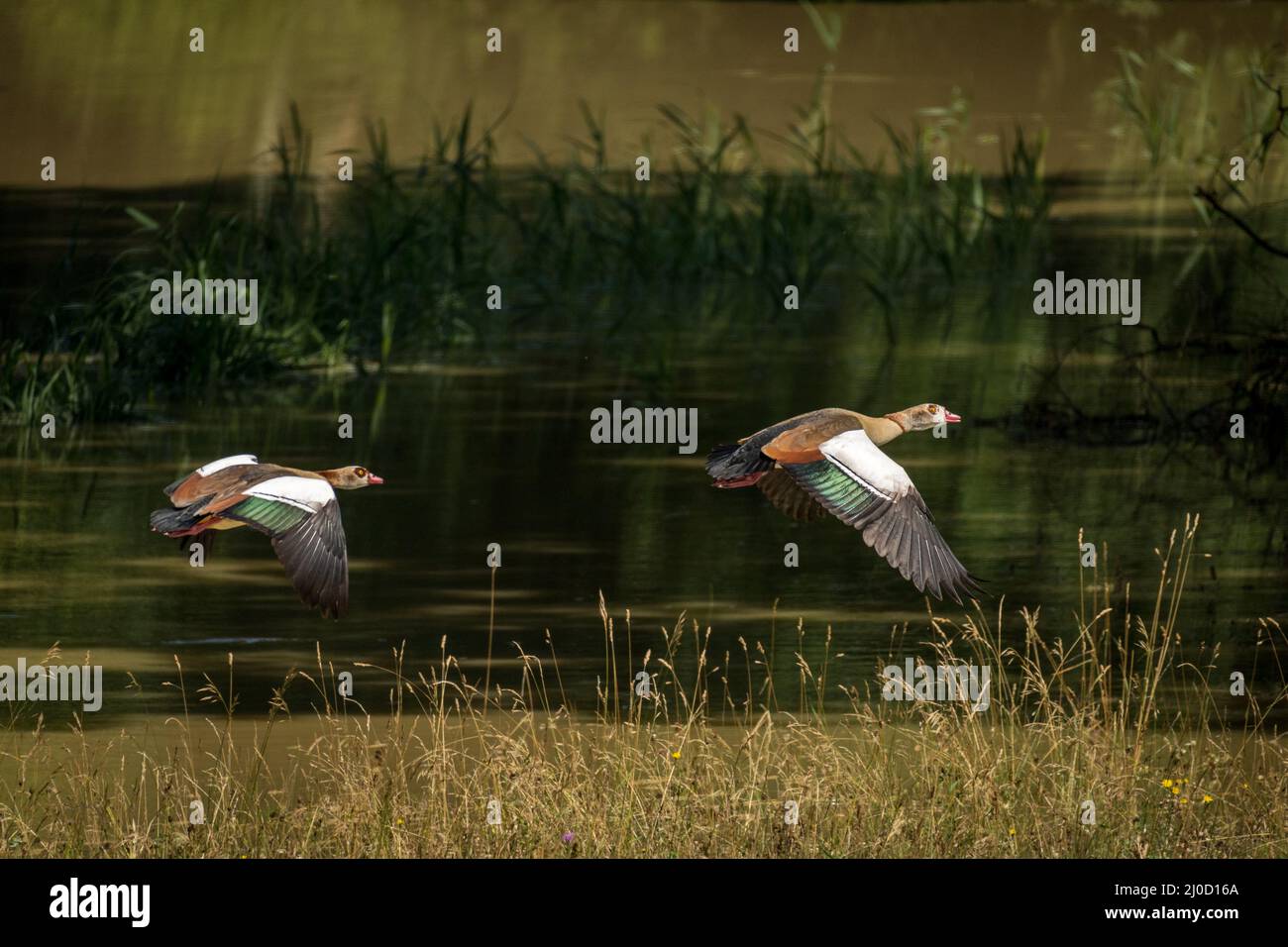 Un paio di oche egiziane battenti in Turauen, Svizzera Foto Stock