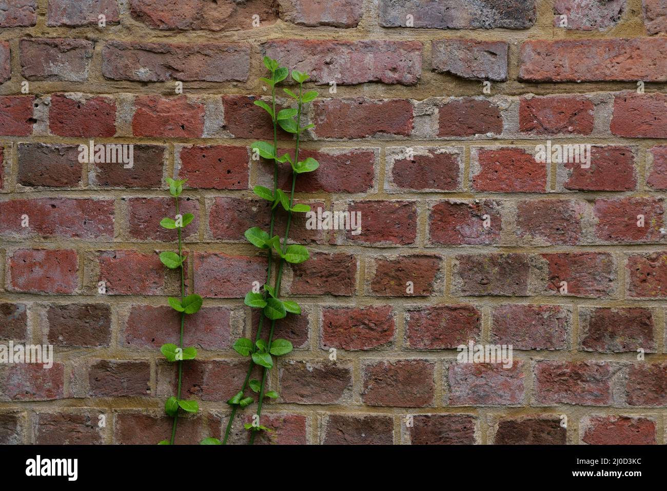 Muro di cotto antico tempo che mostra arrampicata verde fogliame crescita Foto Stock