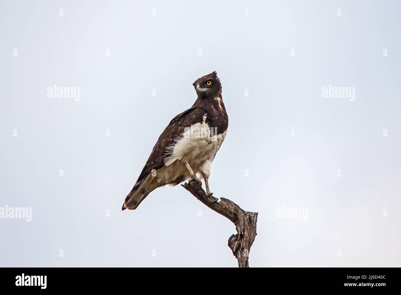 Aquila di serpente nera (Circaetus pectoralis) 13867 Foto Stock