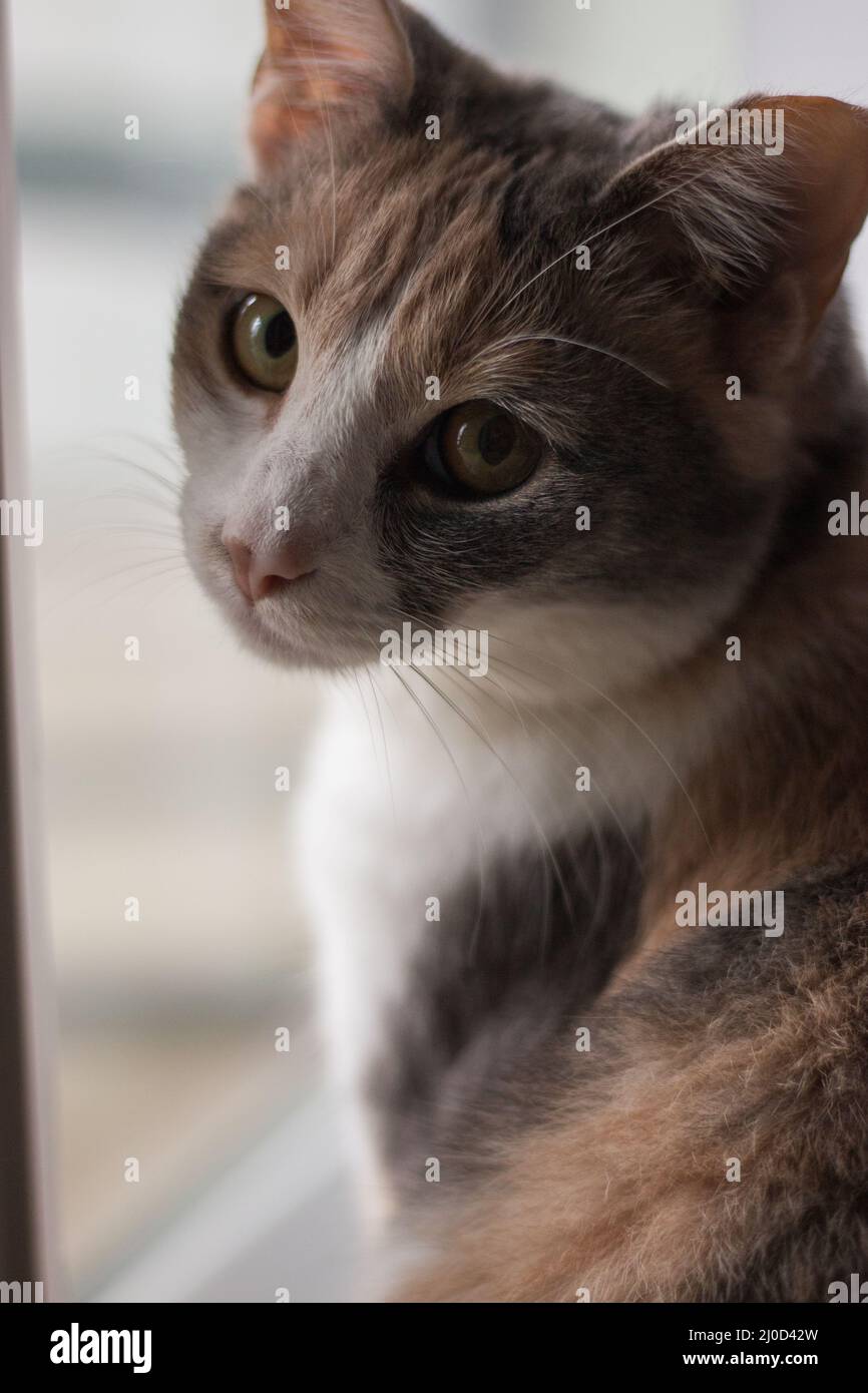 Gatto attento in piedi dalla finestra in una luce morbida perfetta al mattino Foto Stock