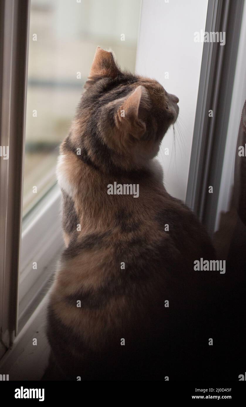 Gatto curioso in piedi dalla finestra in una luce morbida perfetta Foto Stock