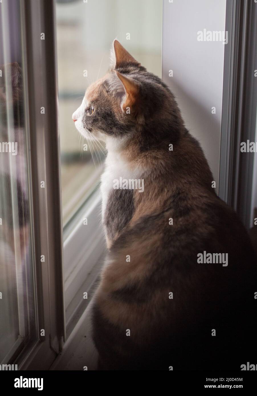 Gatto attento in piedi dalla finestra in una luce morbida perfetta al mattino Foto Stock