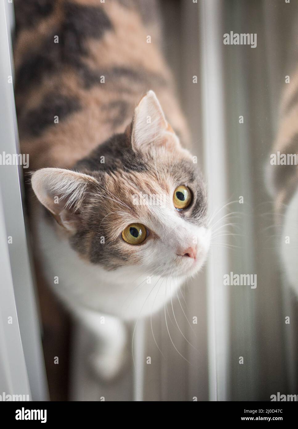 Gatto curioso in piedi dalla finestra in una luce morbida perfetta Foto Stock