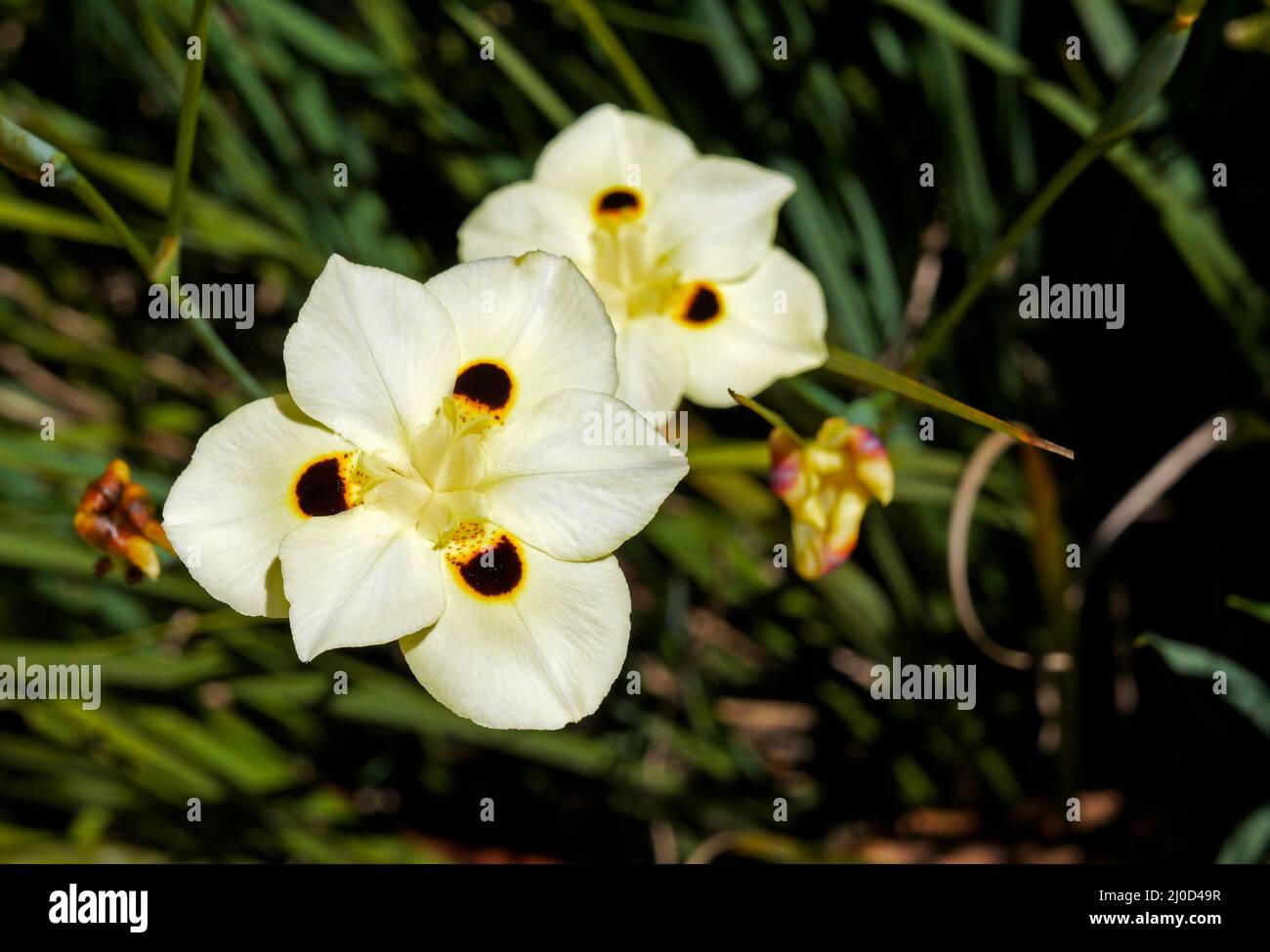 Iris africano o giglio di due notti (Dietes bicolore) Foto Stock