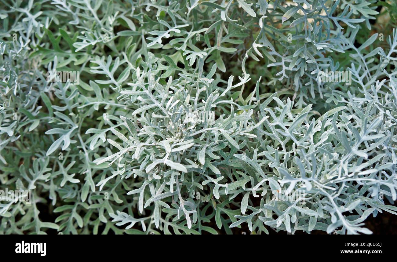 Foglie di arbusti butterweed o di ramarello (Senecio flaccidus) Foto Stock