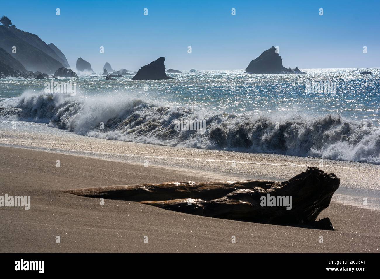 Legno di bosco di alberi di sequoia sulla spiaggia di Navarro, contea di Mendocino, California USA. Foto Stock