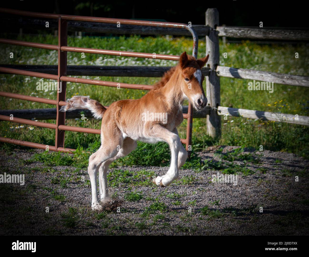 Un cavallo islandese corre nel paddock Foto Stock