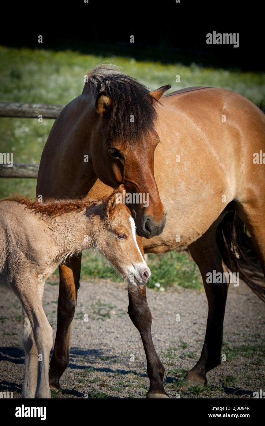 Icelandic Horse mare con il suo neonato nemico Foto Stock