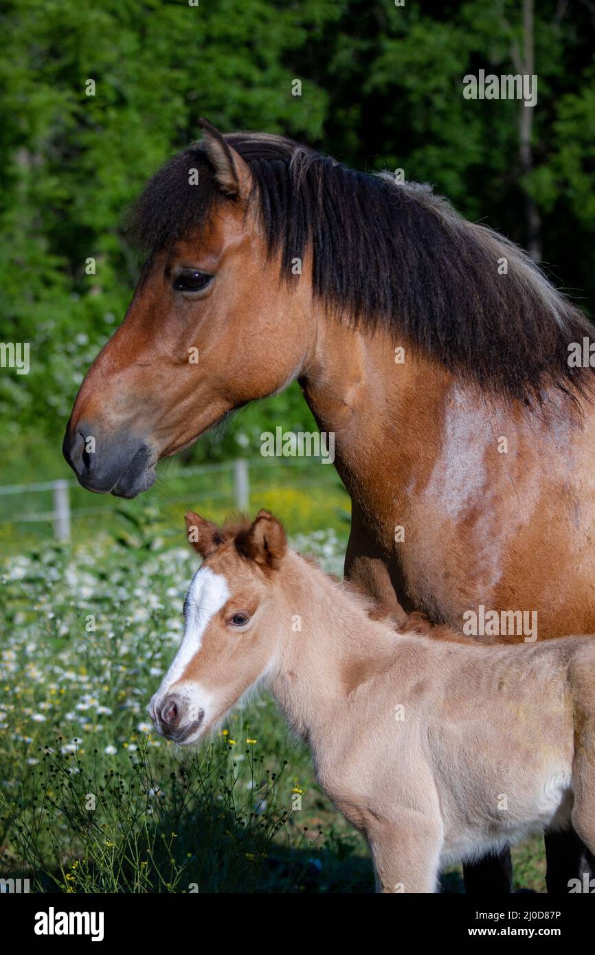 Icelandic Horse mare con il suo neonato nemico Foto Stock