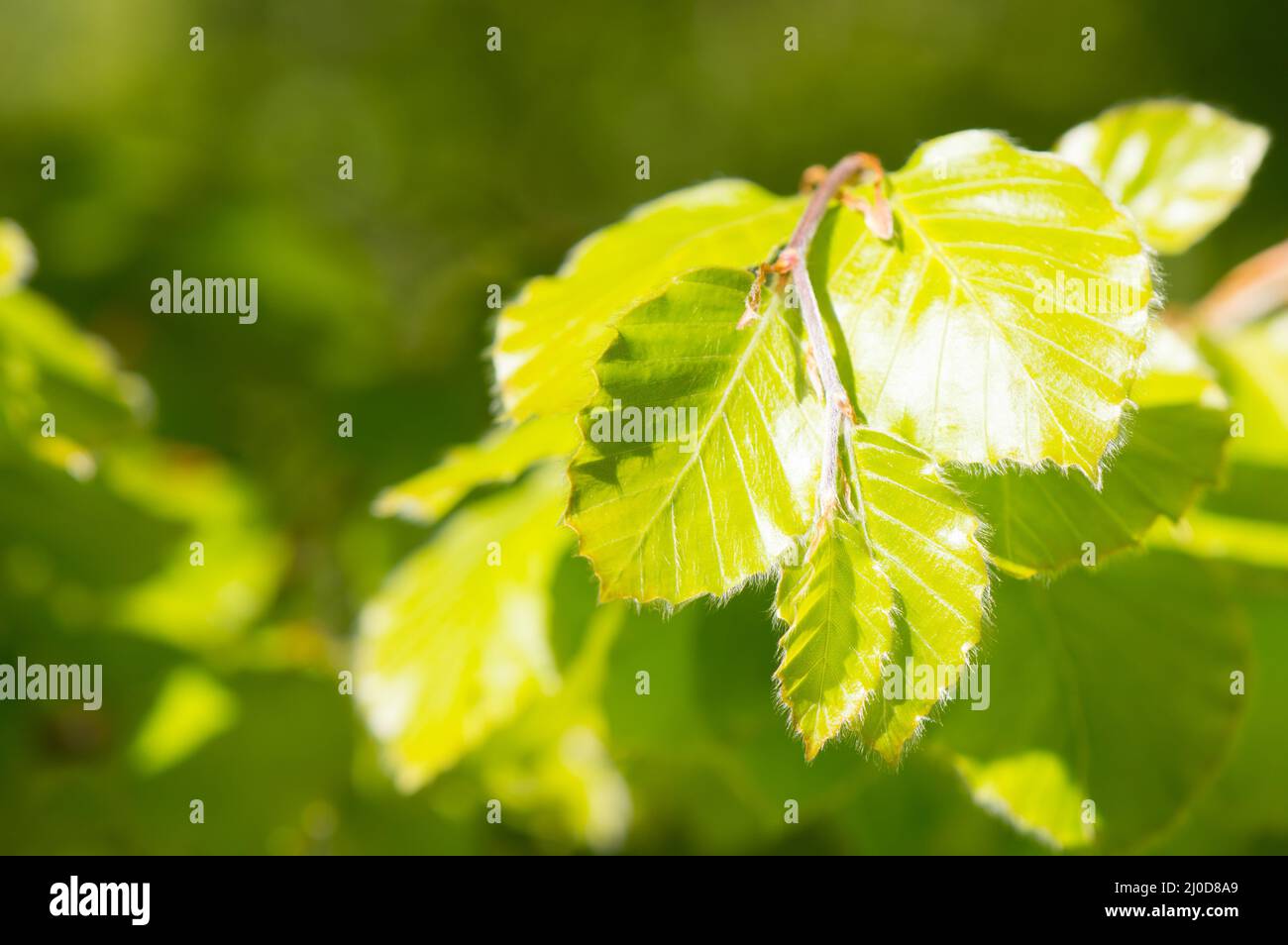 Foglie di faggio giovani, Fagus sylvatica, in primavera, sfondo verde Foto Stock