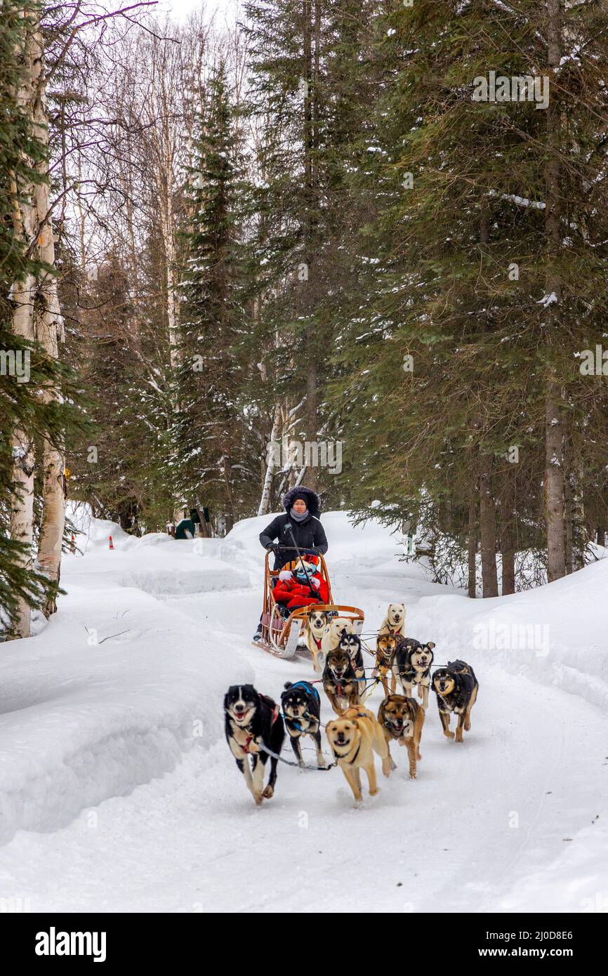 Cani da slitta, Chena Hot Springs Resort, Alaska Foto Stock