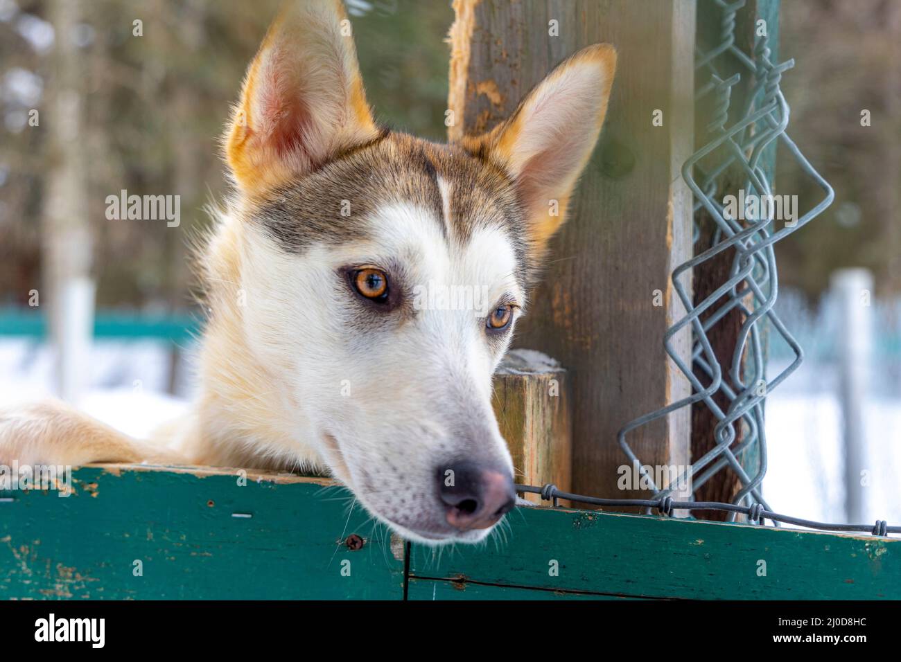 Cani da slitta, Chena Hot Springs Resort, Alaska Foto Stock