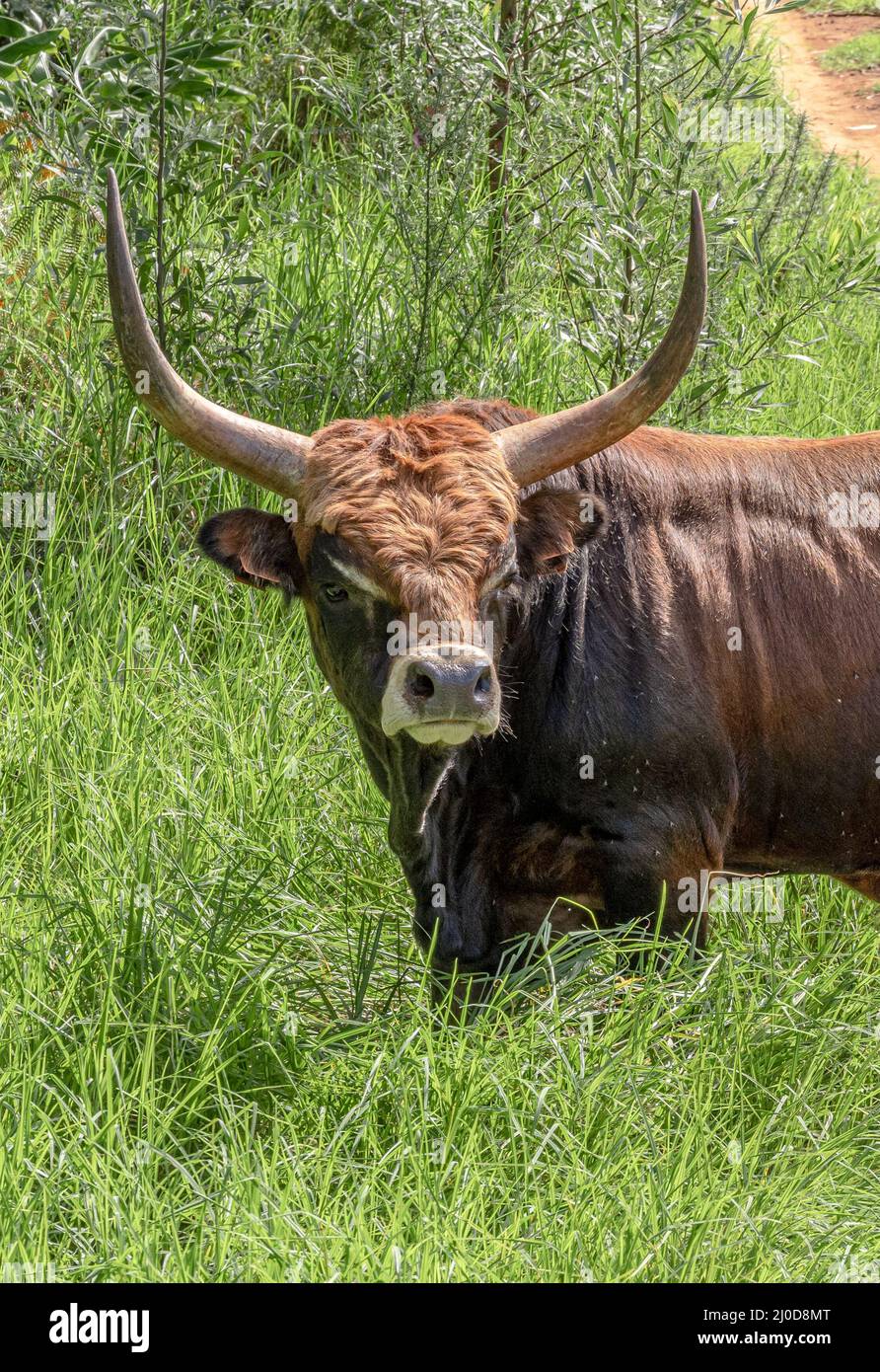 Feroce toro che protegge il suo territorio, Madeira Foto Stock