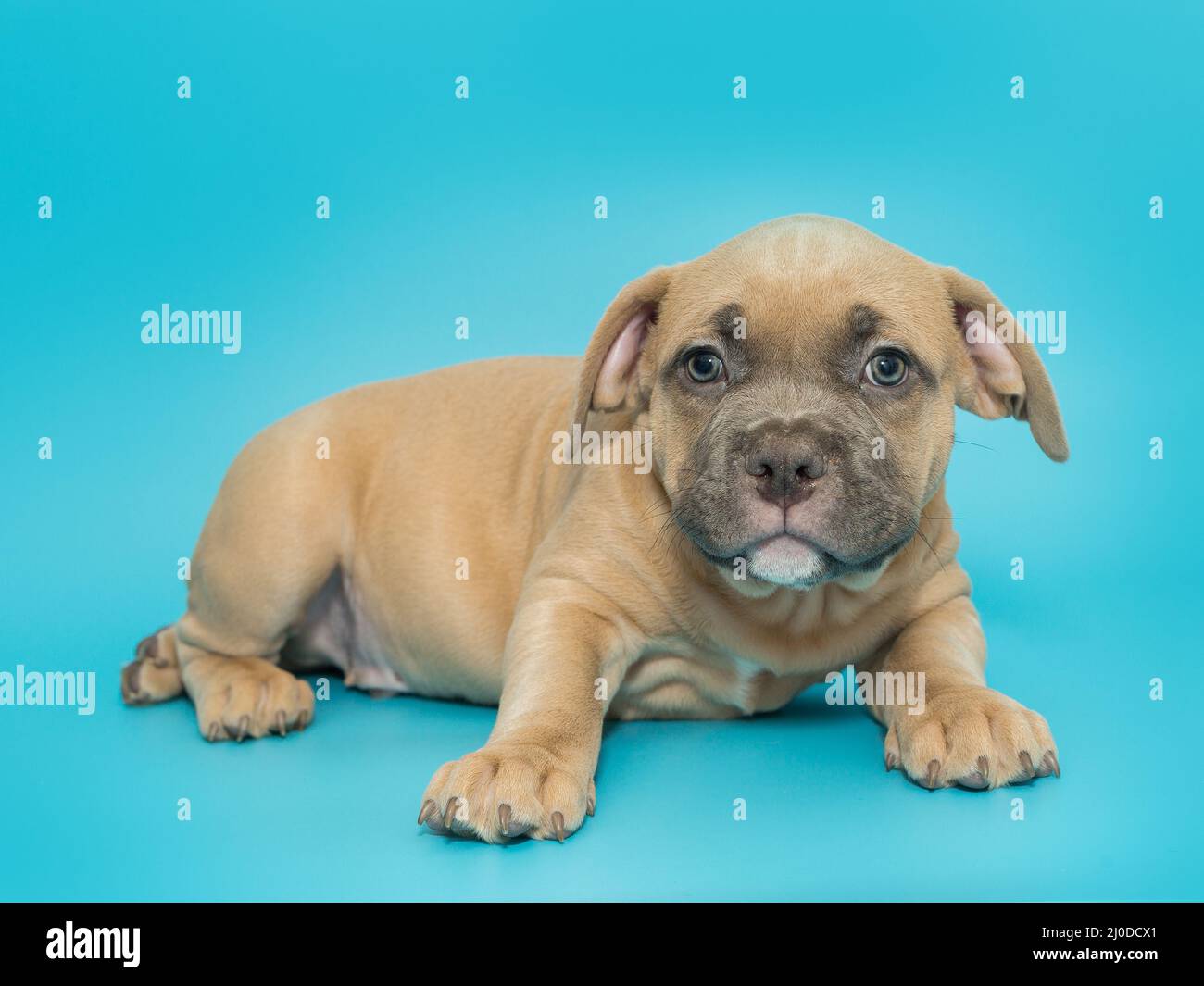 Piccolo cucciolo bullo americano di colore giallo su sfondo blu. Foto Stock