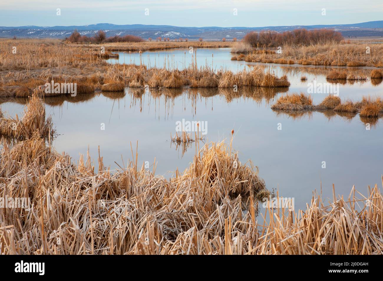 Cattail stagno lungo Auto Tour Route, Modoc National Wildlife Refuge, California Foto Stock