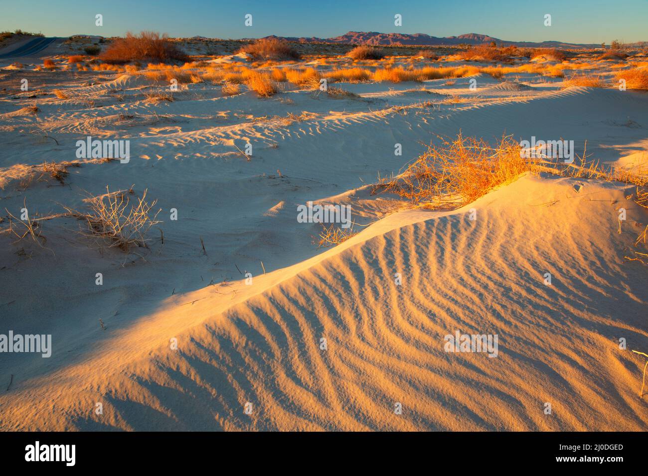 Dune di sabbia, Camp Cady state Wildlife Area, California Foto Stock