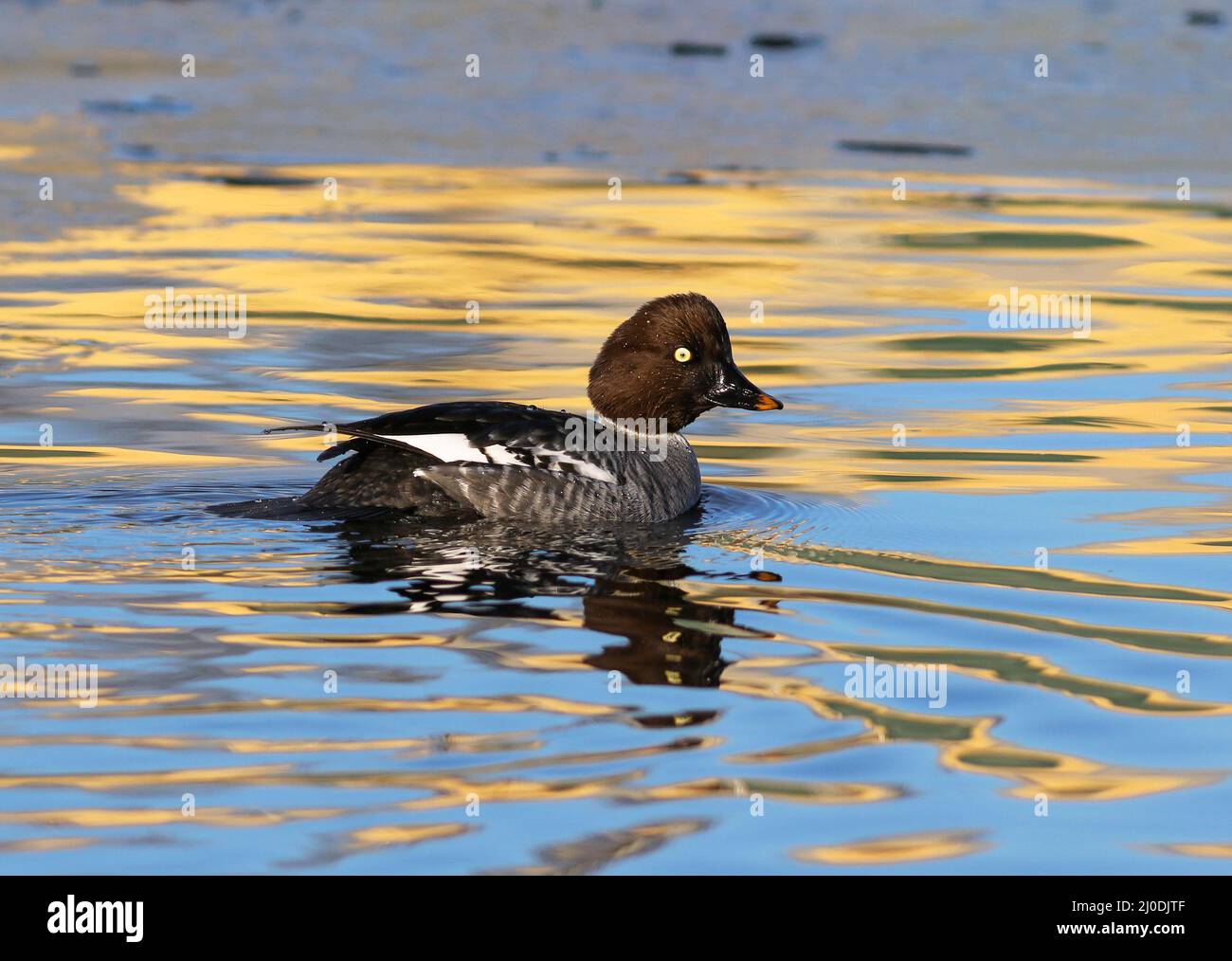 Ritratto di una femmina Goldeneye comune in un oro colorato e blu lago riflettente in inverno. Foto Stock