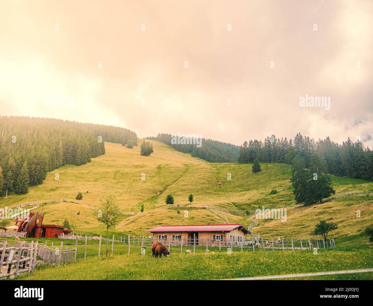 Bel prato verde con alpaca all'Alpsee Bergwelt vicino al rifugio Berghuette Barenfalle Foto Stock