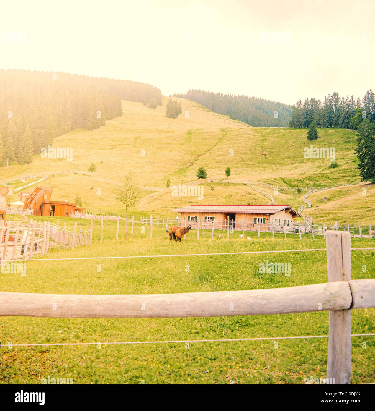 Bel prato verde con alpaca all'Alpsee Bergwelt vicino al rifugio Berghuette Barenfalle Foto Stock