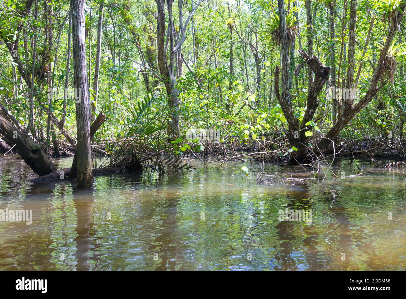 Enormi mangrovie naturali con un'ampia foresta verde Foto Stock