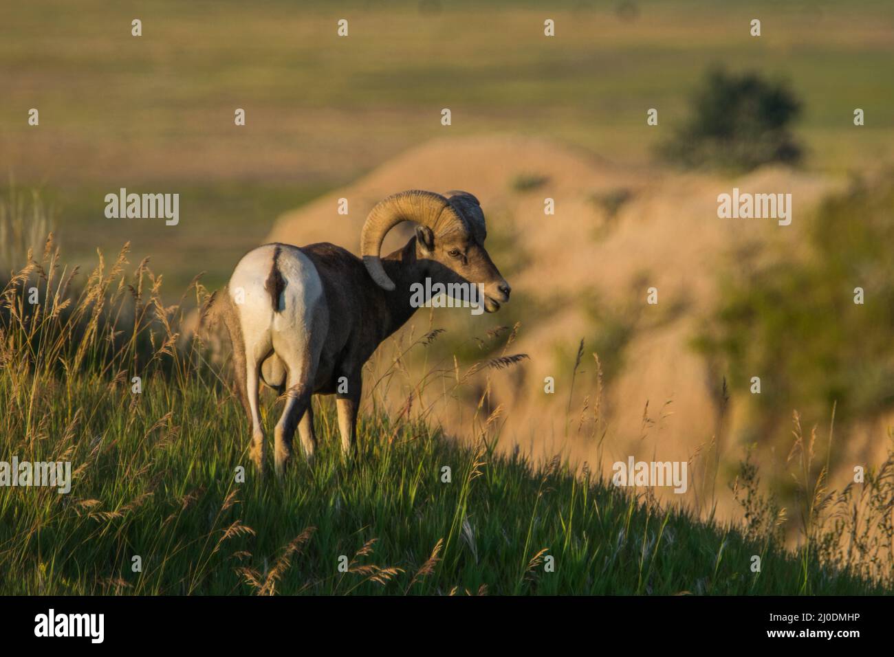 Ariete di pecora di Bighorn in piedi su una collina nel Badlands National Park, South Dakota. Foto Stock