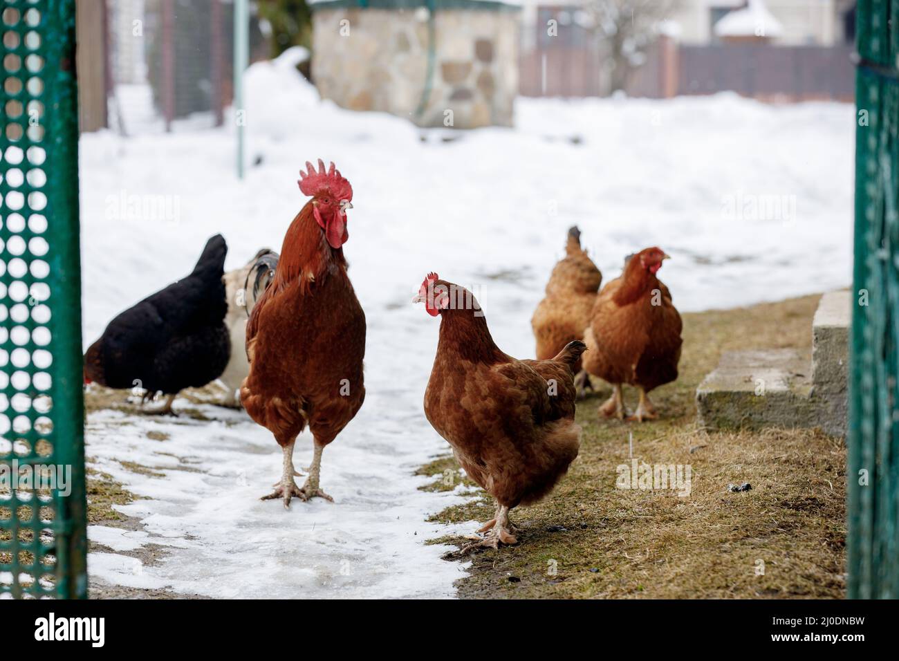Fattoria di pollo. Fattoria rurale di pollo stabile con un sacco di polli a piedi all'aperto in una giornata invernale. Belle galline ovaiole in inverno nel cortile. Foto Stock