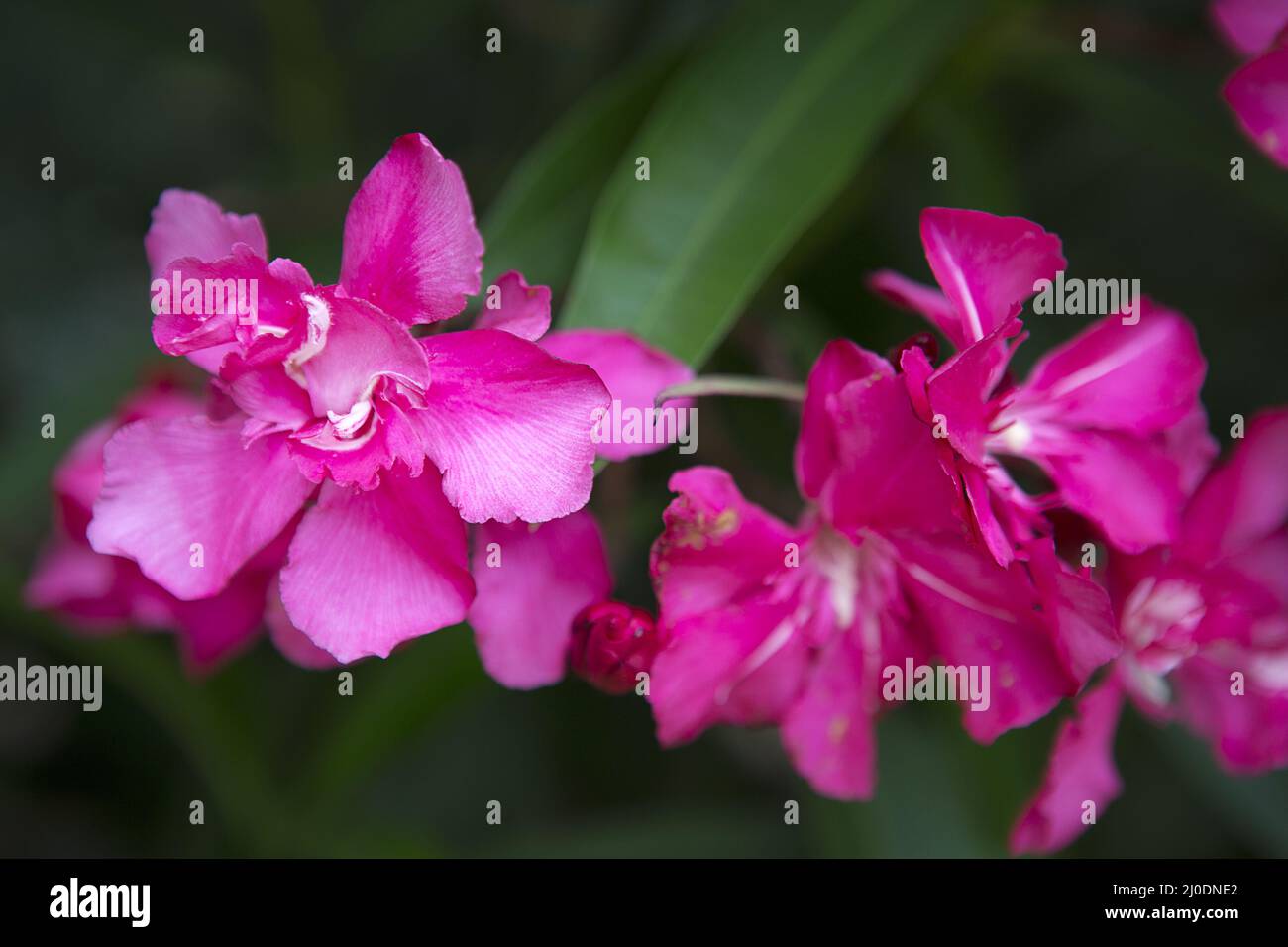 Oleandri fioriti Foto Stock