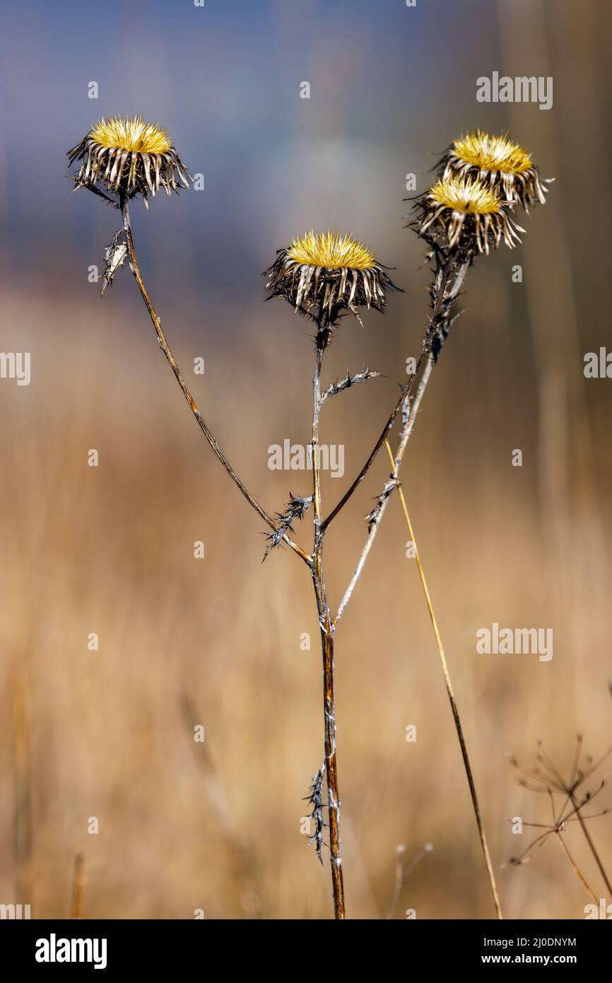 le teste di un thistle di scrofa Foto Stock