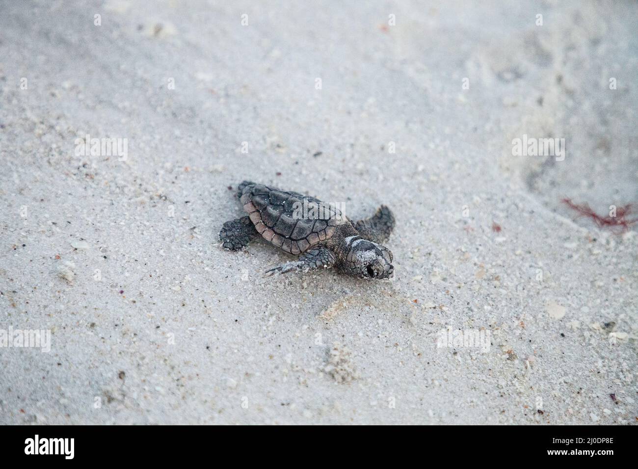 Cova bambino Loggerhead tartarughe marine Caretta caretta salire dal loro nido Foto Stock