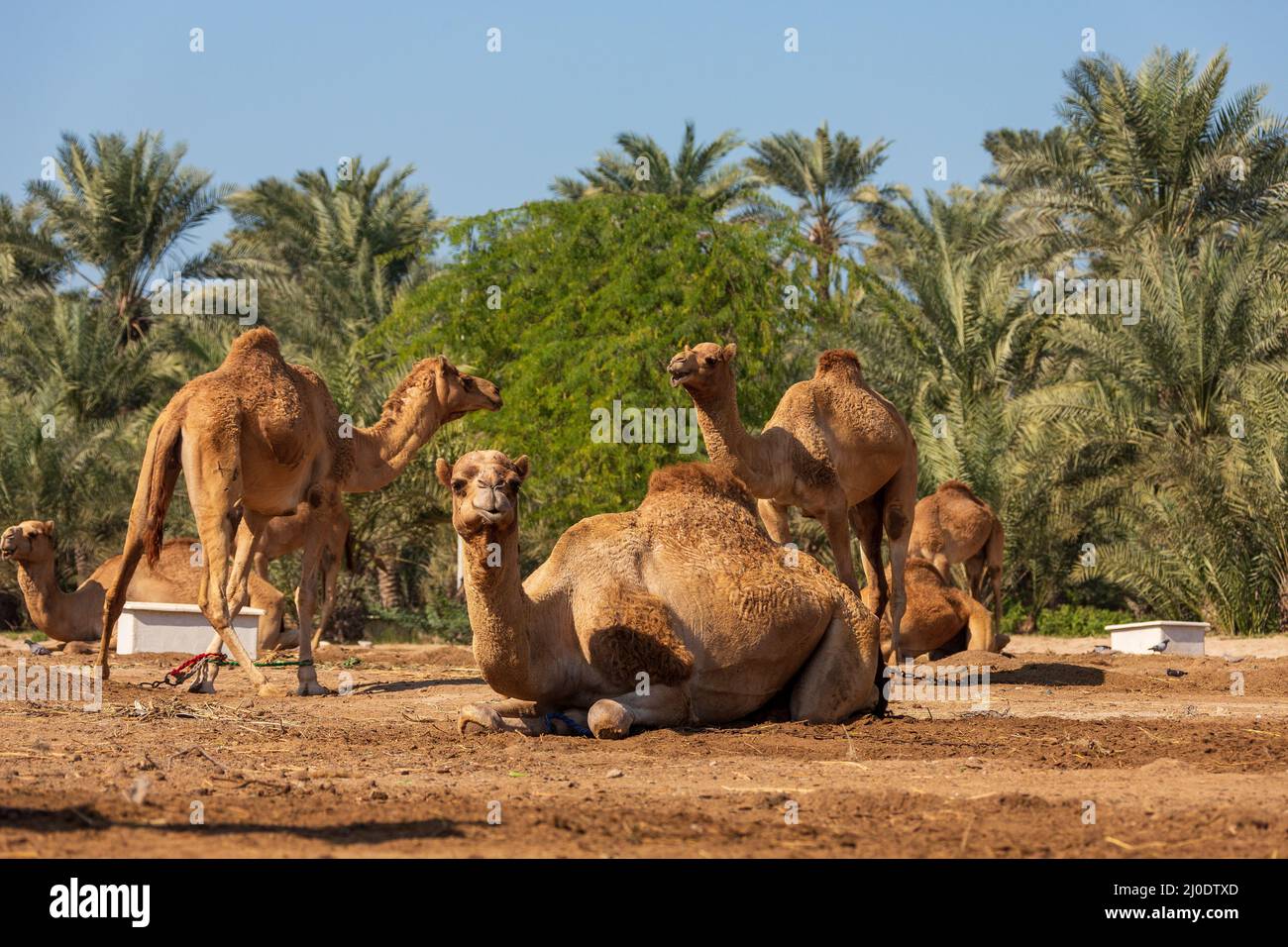 Cammelli nel deserto di oasi. Foto Stock