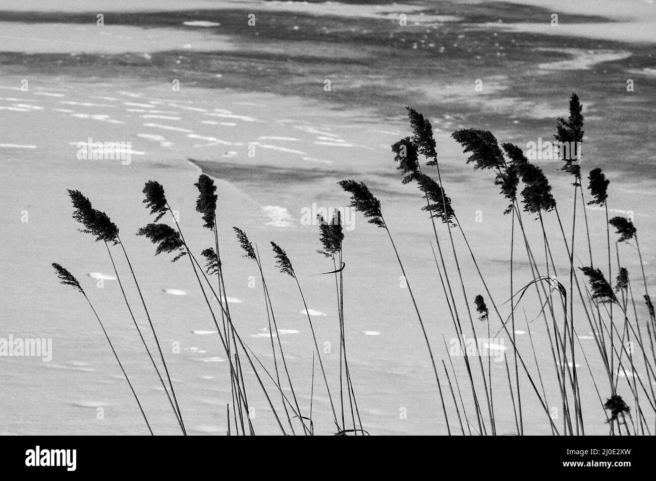 Le immagini in bianco e nero mettono in luce i dettagli Foto Stock