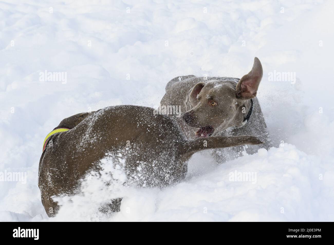 Cani da caccia che giocano nella neve Foto Stock