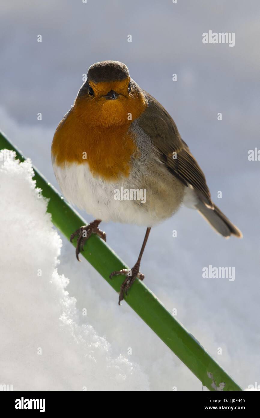 Robin in inverno Foto Stock