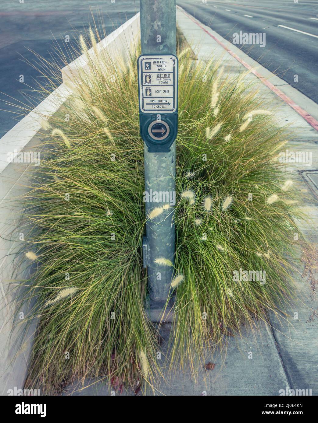 Erbacce in Una città deserta del deserto Foto Stock