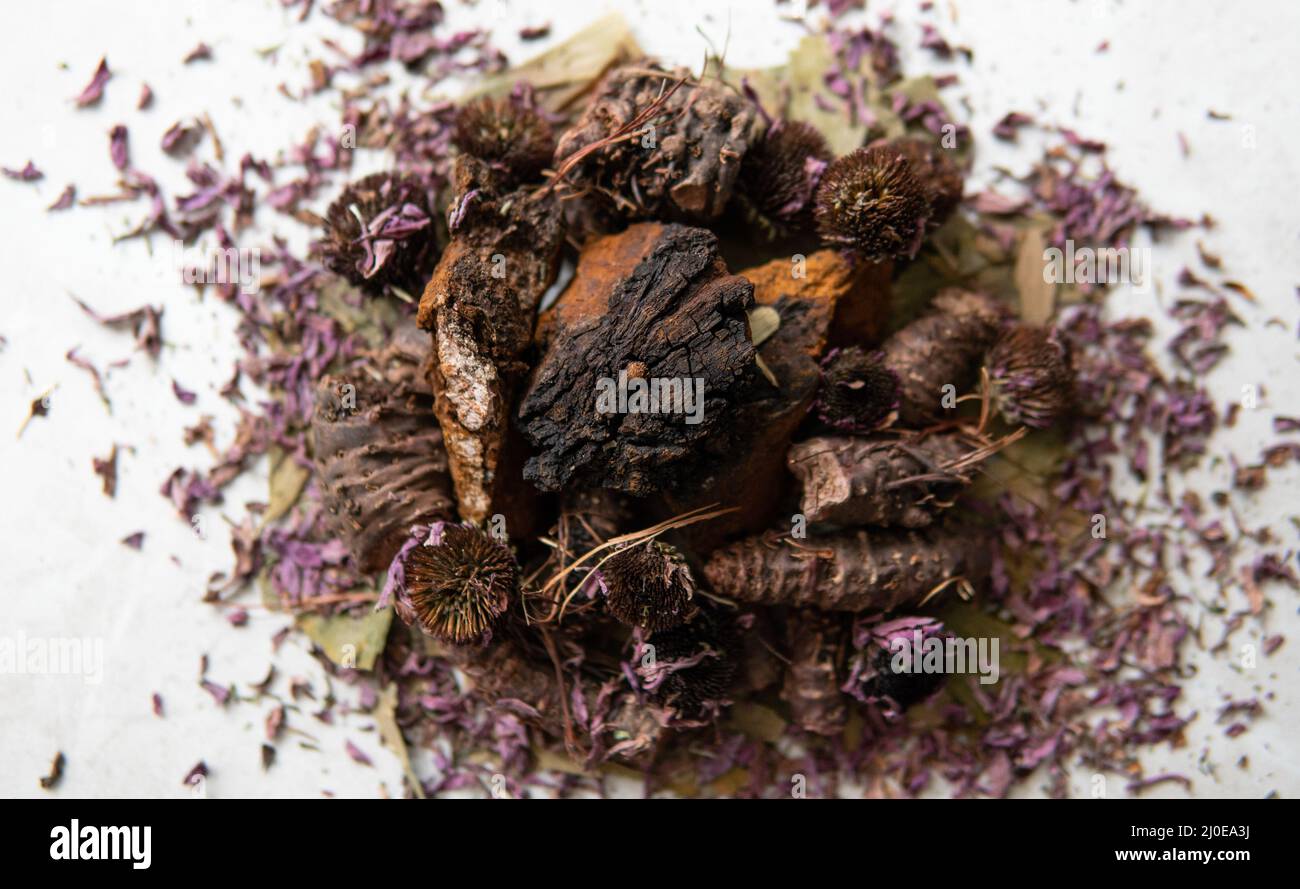 Utili integratori di funghi per una vita sana. Betulin - il principio attivo di Inonotus oblichus Foto Stock