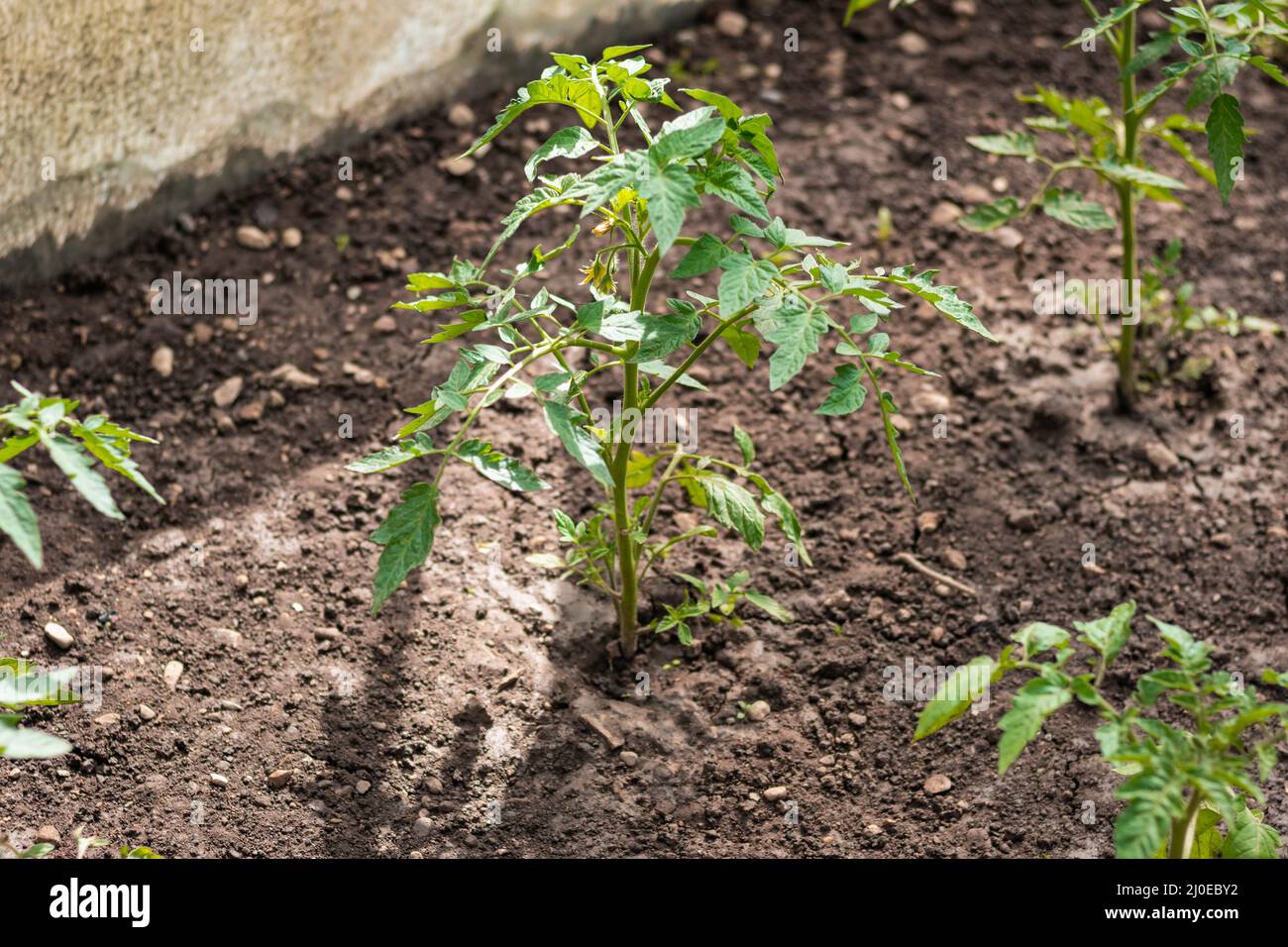 Piccolo giardino di casa con verdure che crescono per auto sostenibilità Foto Stock