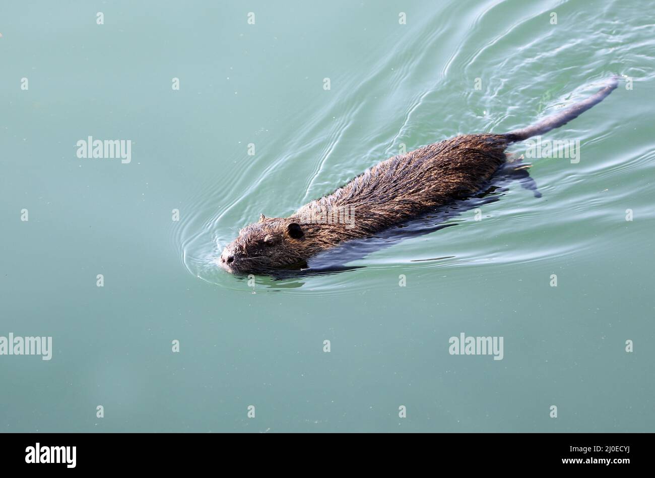 Nutria o River Rat, Myocastor Coypus, Germania Foto Stock