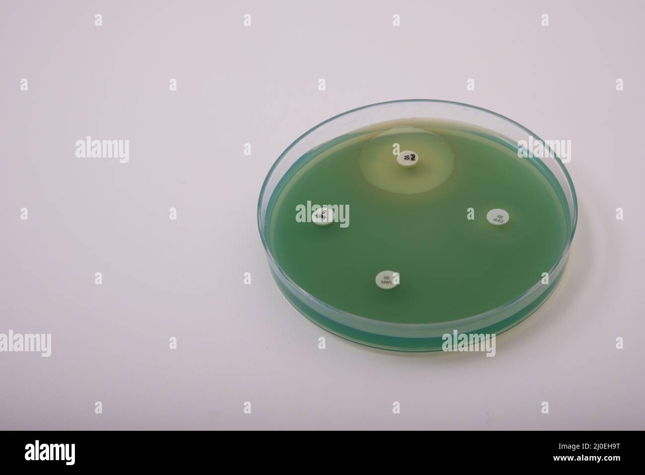 foto della crescita di batteri pseudomonas su agar nutriente con dischi antibiotici per testare la resistenza Foto Stock
