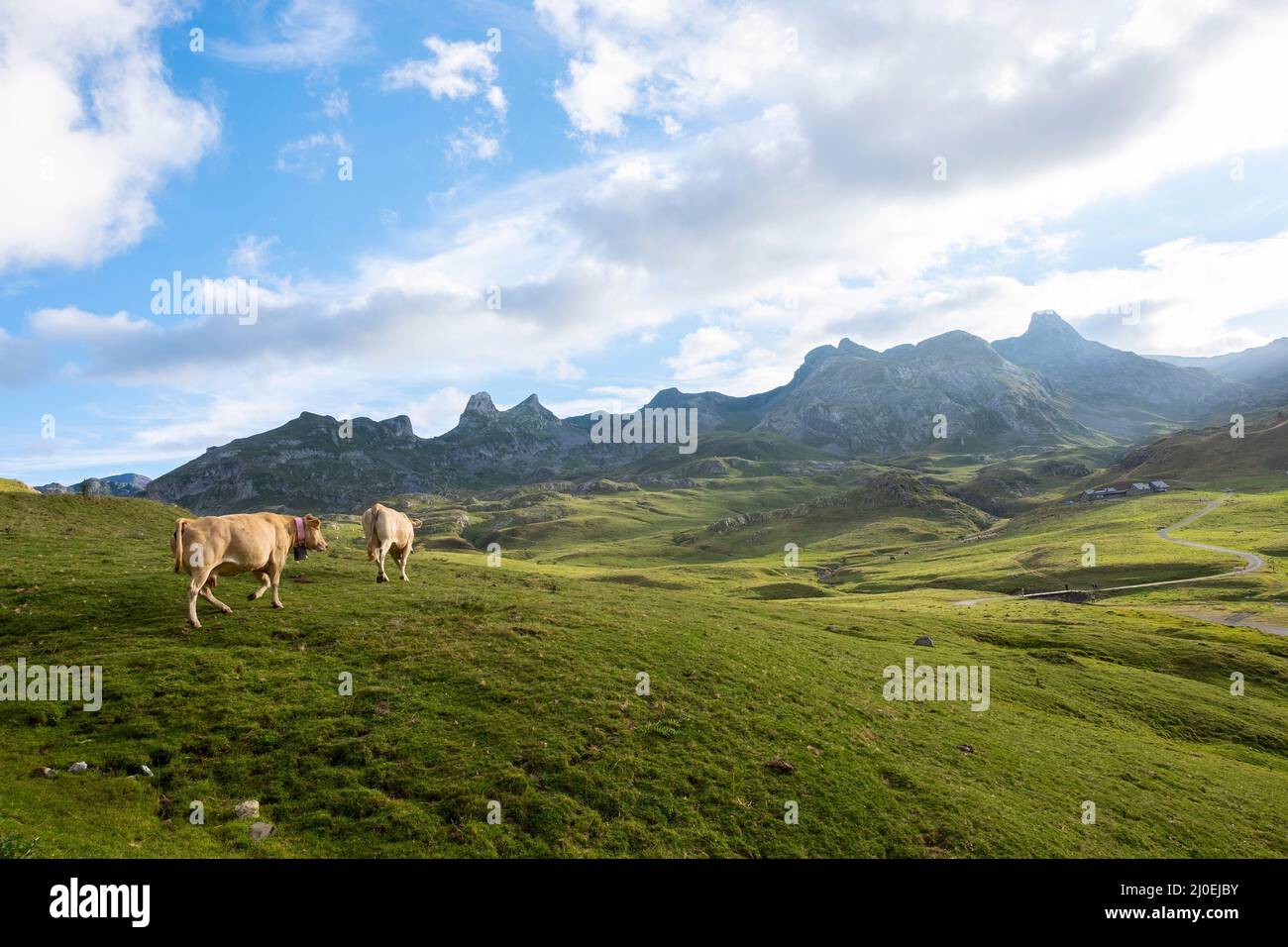 Due mucche di latte camminano attraverso un prato verde in un paesaggio di montagna a Formigal, Huesca, Spagna, orizzontale Foto Stock