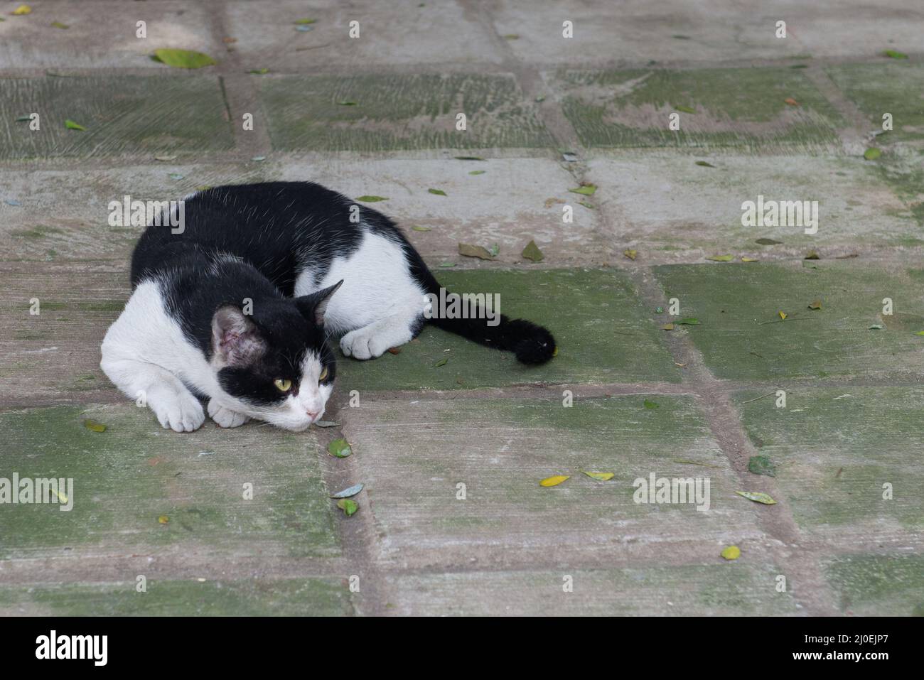 Il gatto bello sul riposo sul pavimento Foto Stock