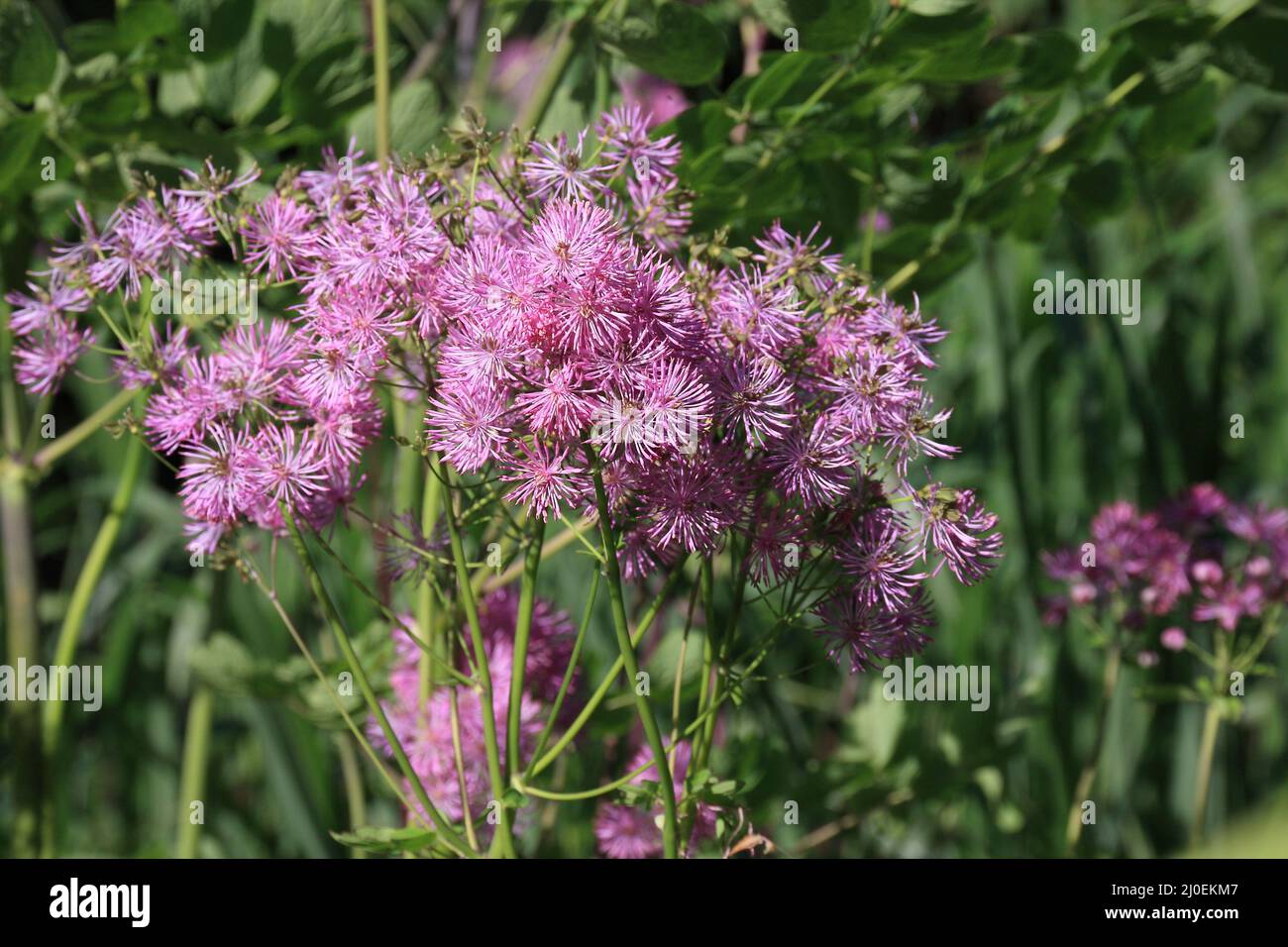 Rosa fioritura cina aster Foto Stock