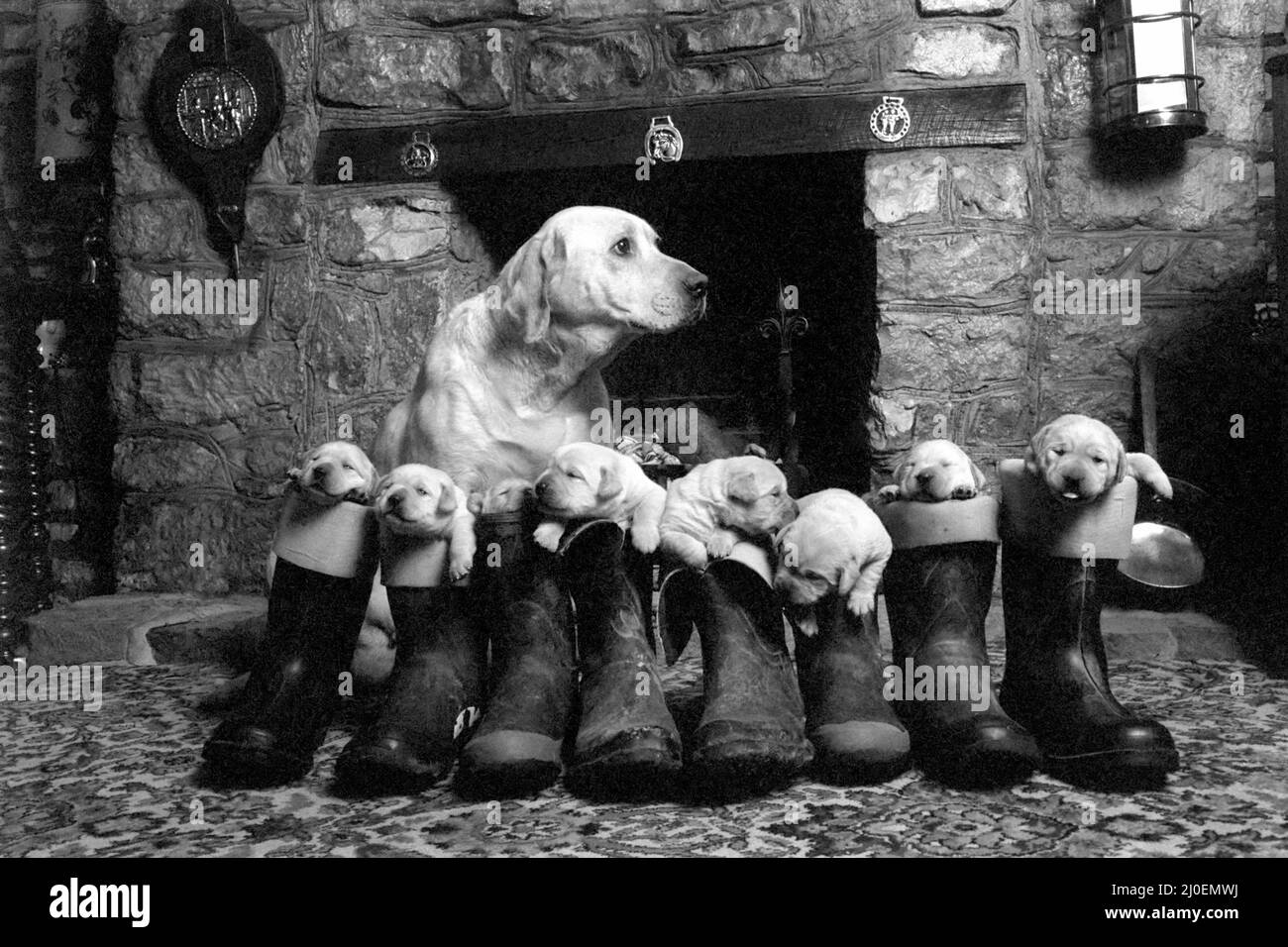 Animali: Cane con i suoi cuccioli, tutti in piedi all'interno stivali Wellington. Marzo 1978 78-1375 Foto Stock