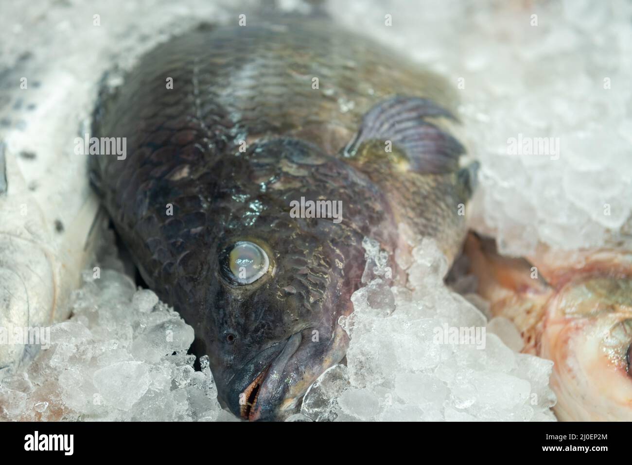 Pesce fresco grande deposto nel ghiaccio Foto Stock