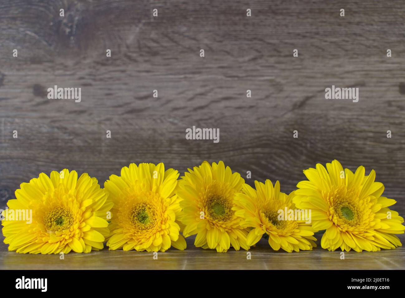 Closeup di fiori di crisantemo giallo con spazio copia Foto Stock