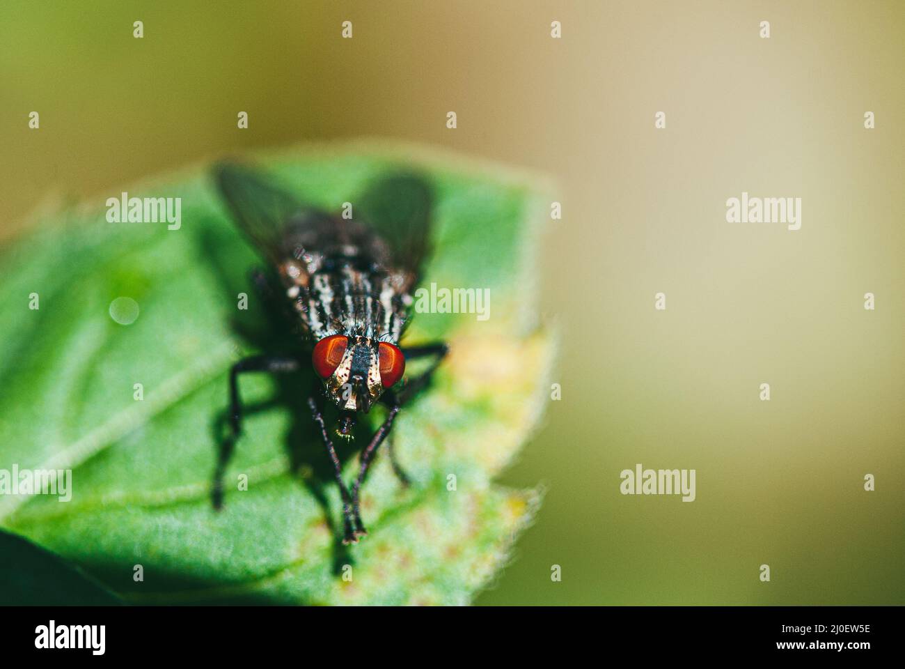 Una mosca di casa si siede su una foglia verde di una pianta. Le mosche sono portatori di infezioni e malattie Foto Stock