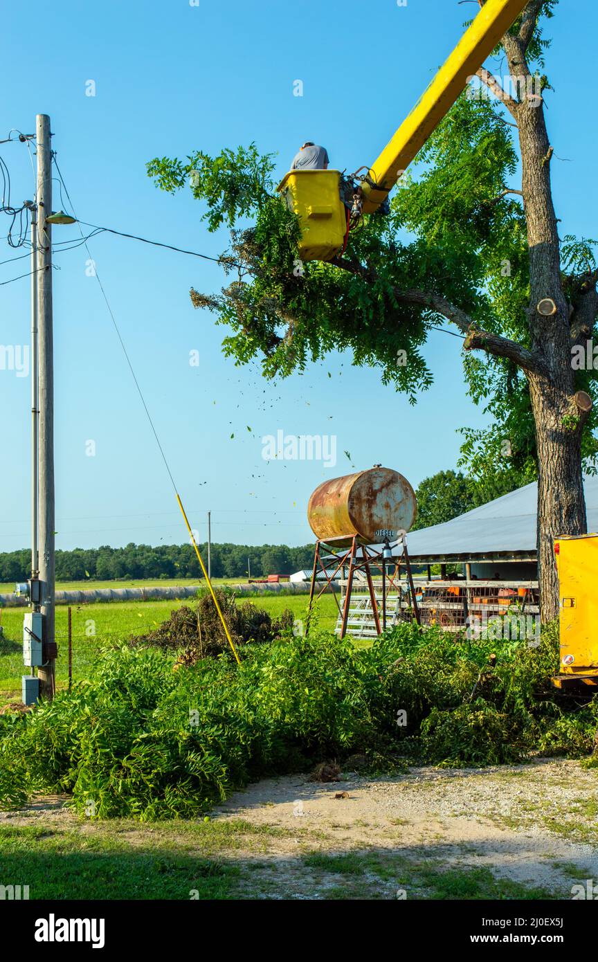 Un lavoro pericoloso ma deve essere fatto e questo feller albero professionale lo fa perfettamente. Segare gli arti dalla sicurezza del secchio si tro con cautela Foto Stock