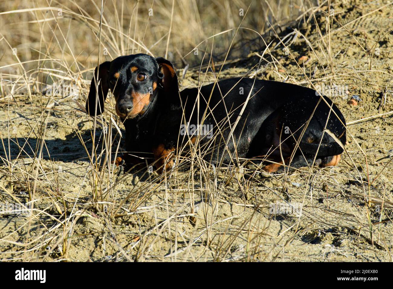 Piccolo cane da caccia Foto Stock