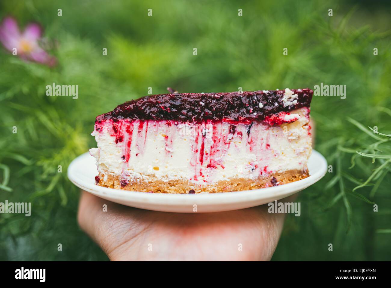 Deliziosa torta di ciliegia Party affettare sul piatto in mano del maschio. Punto di vista in prima persona POV su sfondo giardino defocused Foto Stock